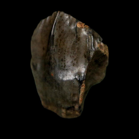 0.6" Triceratops Fossil Crown Tooth Hell Creek FM Cretaceous Dinosaur MT COA