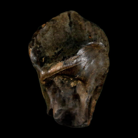 0.6" Triceratops Fossil Crown Tooth Hell Creek FM Cretaceous Dinosaur MT COA