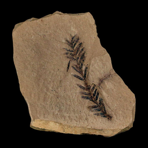 1.4" Detailed Fossil Plant Leafs Metasequoia Dawn Redwood Oligocene Age MT COA