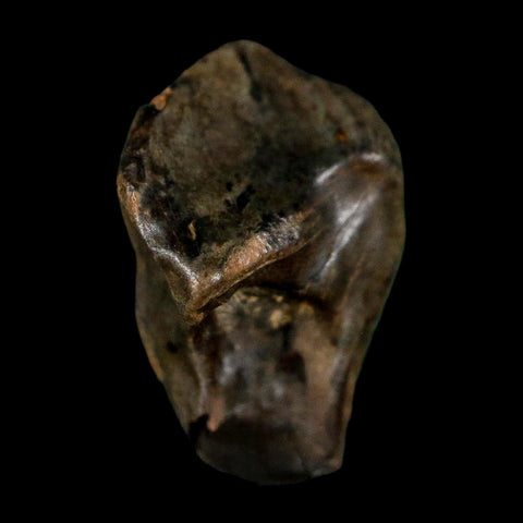 0.6" Triceratops Fossil Crown Tooth Hell Creek FM Cretaceous Dinosaur MT COA