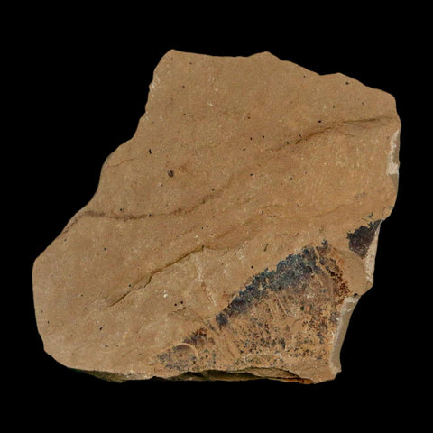 1.4" Detailed Fossil Plant Leafs Metasequoia Dawn Redwood Oligocene Age MT COA