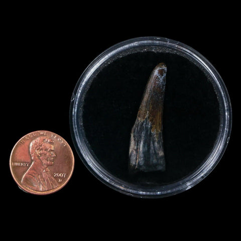 1.4" Suchomimus Fossil Tooth Cretaceous Spinosaurid Dinosaur Elraz FM Niger COA - Fossil Age Minerals