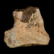 1.8" Tyrannosaurus Rex Fossil Vertebrae Process Dinosaur Lance Creek FM WY COA