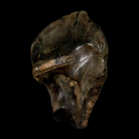 0.6" Triceratops Fossil Crown Tooth Hell Creek FM Cretaceous Dinosaur MT COA