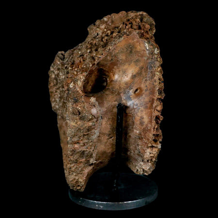 5.5" Gorgosaurus Tyrannosaur Dinosaur Fossil Vertebrae Judith River FM MT COA