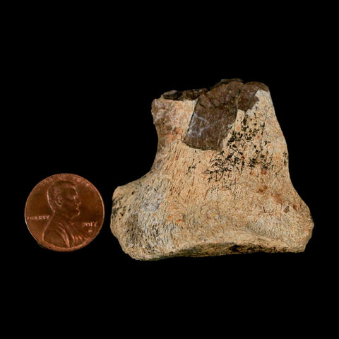 2.7" Tyrannosaurus Rex Fossil Vertebrae Process Dinosaur Lance Creek FM WY COA - Fossil Age Minerals