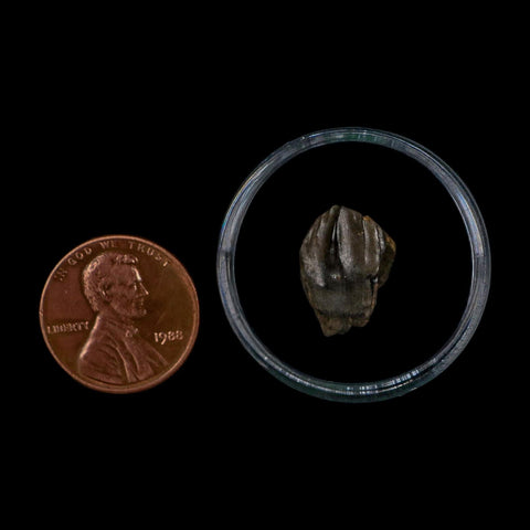 0.6" Triceratops Fossil Crown Tooth Hell Creek FM Cretaceous Dinosaur MT COA