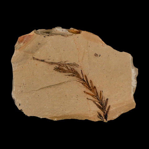 1.8" Detailed Fossil Plant Leafs Metasequoia Dawn Redwood Oligocene Age MT COA