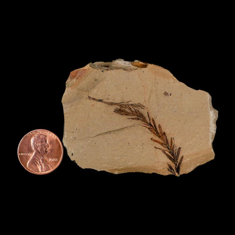 1.8" Detailed Fossil Plant Leafs Metasequoia Dawn Redwood Oligocene Age MT COA
