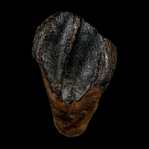 XL 0.8" Triceratops Fossil Tooth Hell Creek FM Cretaceous Dinosaur Montana COA - Fossil Age Minerals