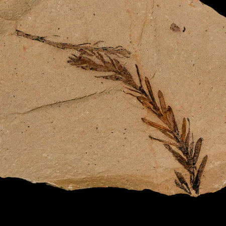 1.8" Detailed Fossil Plant Leafs Metasequoia Dawn Redwood Oligocene Age MT COA