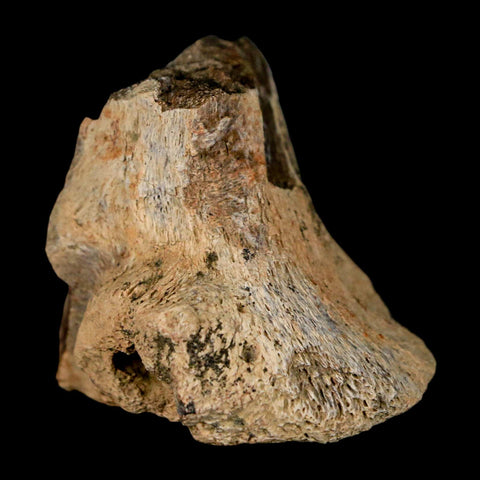 2.7" Tyrannosaurus Rex Fossil Vertebrae Process Dinosaur Lance Creek FM WY COA - Fossil Age Minerals