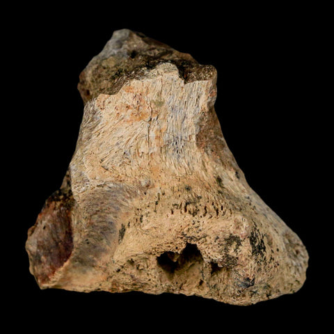 2.7" Tyrannosaurus Rex Fossil Vertebrae Process Dinosaur Lance Creek FM WY COA - Fossil Age Minerals