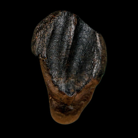 XL 0.8" Triceratops Fossil Tooth Hell Creek FM Cretaceous Dinosaur Montana COA - Fossil Age Minerals