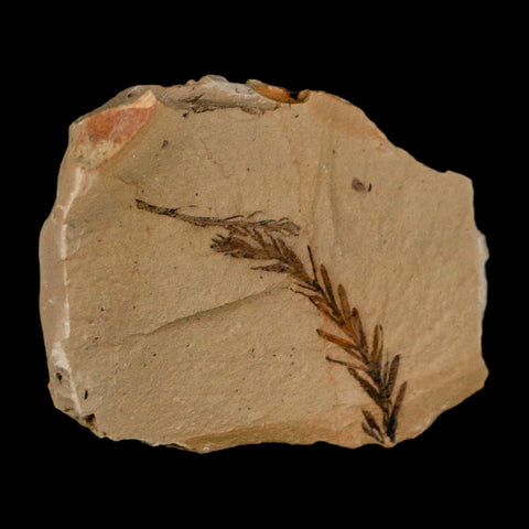 1.8" Detailed Fossil Plant Leafs Metasequoia Dawn Redwood Oligocene Age MT COA