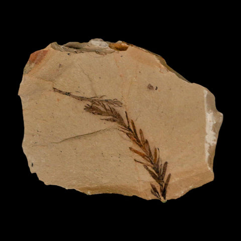 1.8" Detailed Fossil Plant Leafs Metasequoia Dawn Redwood Oligocene Age MT COA