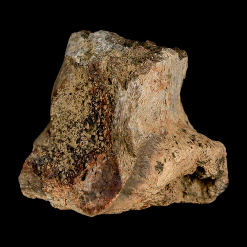 2.7" Tyrannosaurus Rex Fossil Vertebrae Process Dinosaur Lance Creek FM WY COA - Fossil Age Minerals