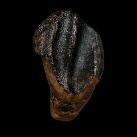 XL 0.8" Triceratops Fossil Tooth Hell Creek FM Cretaceous Dinosaur Montana COA - Fossil Age Minerals