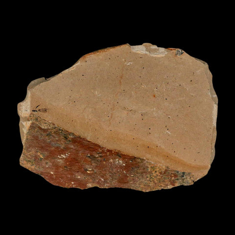 1.8" Detailed Fossil Plant Leafs Metasequoia Dawn Redwood Oligocene Age MT COA