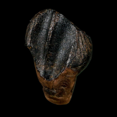 XL 0.8" Triceratops Fossil Tooth Hell Creek FM Cretaceous Dinosaur Montana COA - Fossil Age Minerals