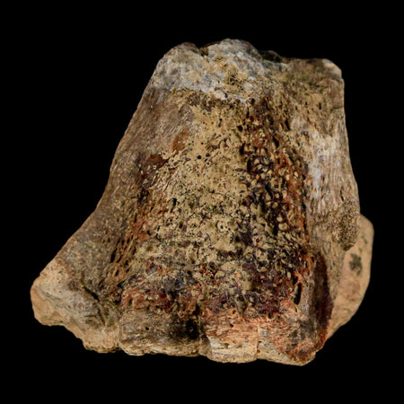 1.8" Tyrannosaurus Rex Fossil Vertebrae Process Dinosaur Lance Creek FM WY COA