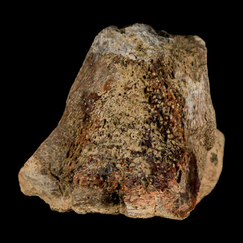 2.7" Tyrannosaurus Rex Fossil Vertebrae Process Dinosaur Lance Creek FM WY COA - Fossil Age Minerals