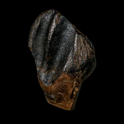 XL 0.8" Triceratops Fossil Tooth Hell Creek FM Cretaceous Dinosaur Montana COA - Fossil Age Minerals