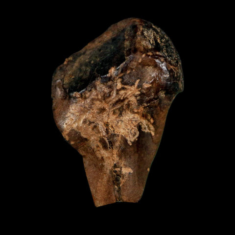 XL 0.8" Triceratops Fossil Tooth Hell Creek FM Cretaceous Dinosaur Montana COA - Fossil Age Minerals