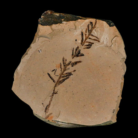 2.9" Detailed Fossil Plant Leafs Metasequoia Dawn Redwood Oligocene Age MT COA