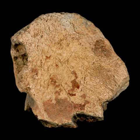 2.7" Tyrannosaurus Rex Fossil Vertebrae Process Dinosaur Lance Creek FM WY COA - Fossil Age Minerals