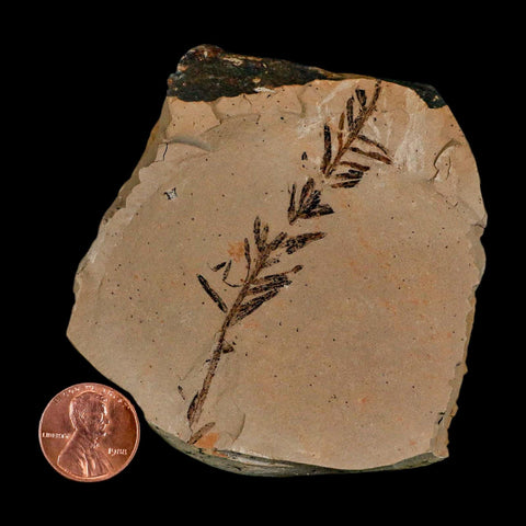 2.9" Detailed Fossil Plant Leafs Metasequoia Dawn Redwood Oligocene Age MT COA
