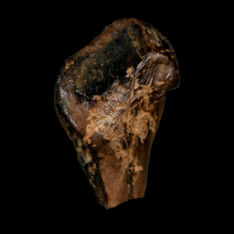 XL 0.8" Triceratops Fossil Tooth Hell Creek FM Cretaceous Dinosaur Montana COA - Fossil Age Minerals