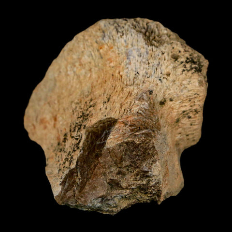2.7" Tyrannosaurus Rex Fossil Vertebrae Process Dinosaur Lance Creek FM WY COA - Fossil Age Minerals