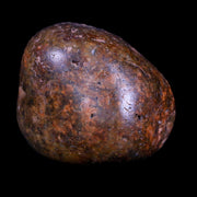 1.6" Sauropod Dinosaur Stomach Stone Gastrolith Rock Gizzard Stone COA