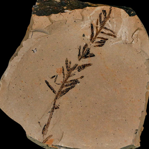 2.9" Detailed Fossil Plant Leafs Metasequoia Dawn Redwood Oligocene Age MT COA
