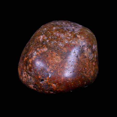 1.6" Sauropod Dinosaur Stomach Stone Gastrolith Rock Gizzard Stone COA