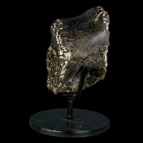 5.6" Gorgosaurus Tyrannosaur Dinosaur Fossil Vertebrae Judith River FM MT COA - Fossil Age Minerals
