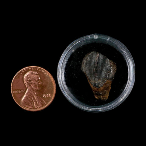 XL 0.8" Triceratops Fossil Tooth Hell Creek FM Cretaceous Dinosaur Montana COA - Fossil Age Minerals