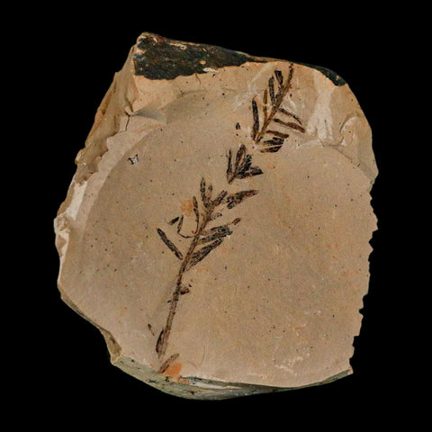 2.9" Detailed Fossil Plant Leafs Metasequoia Dawn Redwood Oligocene Age MT COA