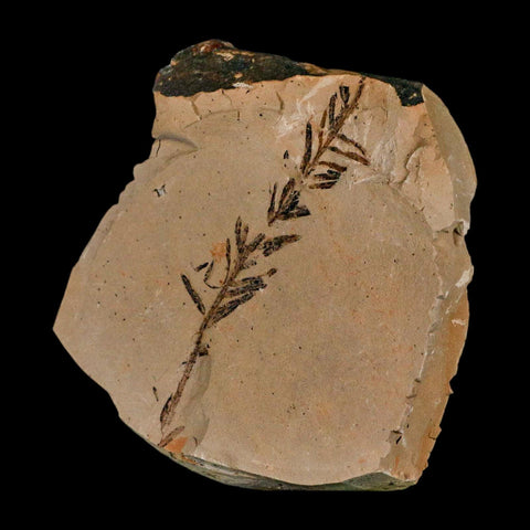 2.9" Detailed Fossil Plant Leafs Metasequoia Dawn Redwood Oligocene Age MT COA