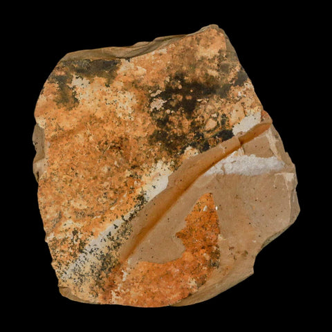 2.9" Detailed Fossil Plant Leafs Metasequoia Dawn Redwood Oligocene Age MT COA