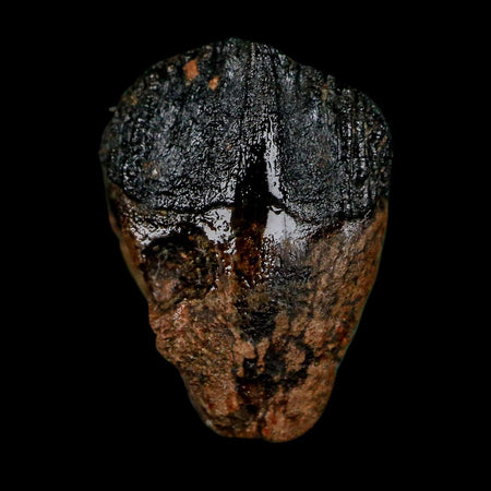 0.7" Triceratops Fossil Crown Tooth Hell Creek FM Cretaceous Dinosaur MT COA