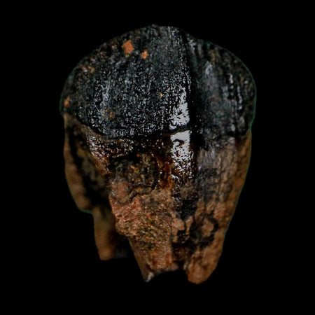 0.7" Triceratops Fossil Crown Tooth Hell Creek FM Cretaceous Dinosaur MT COA