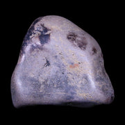 1.8" Sauropod Dinosaur Stomach Stone Gastrolith Rock Gizzard Stone COA