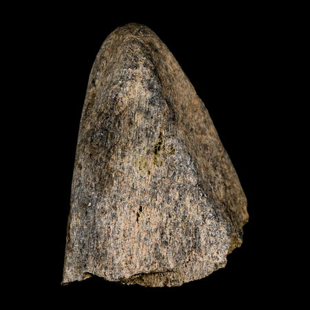 2.6" Triceratops Fossil Frill Spike Bone Lance Creek FM Cretaceous Dinosaur WY COA