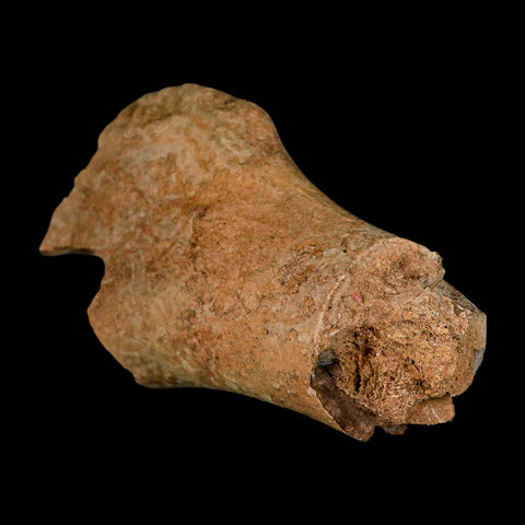 4.6" Edmontosaurus Fossil Humerus Bone Lance Creek FM Cretaceous Dinosaur WY COA - Fossil Age Minerals