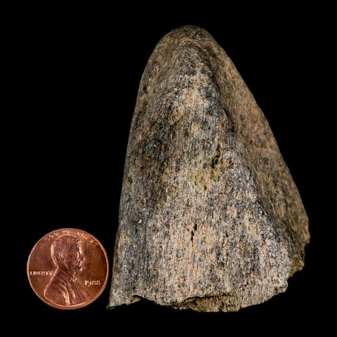 2.6" Triceratops Fossil Frill Spike Bone Lance Creek FM Cretaceous Dinosaur WY COA