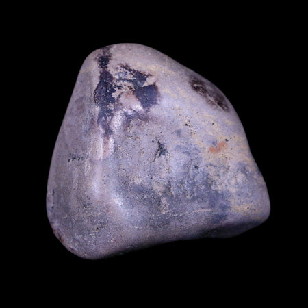 1.8" Sauropod Dinosaur Stomach Stone Gastrolith Rock Gizzard Stone COA