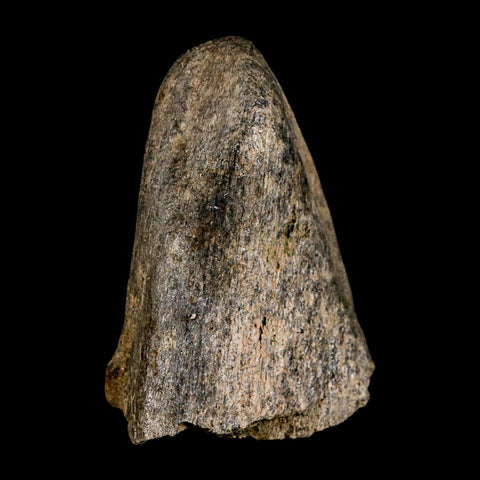 2.6" Triceratops Fossil Frill Spike Bone Lance Creek FM Cretaceous Dinosaur WY COA