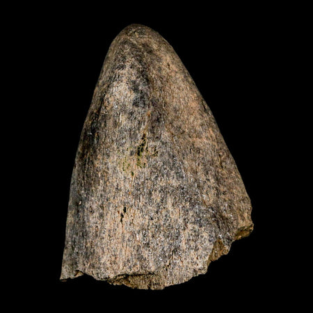 2.6" Triceratops Fossil Frill Spike Bone Lance Creek FM Cretaceous Dinosaur WY COA